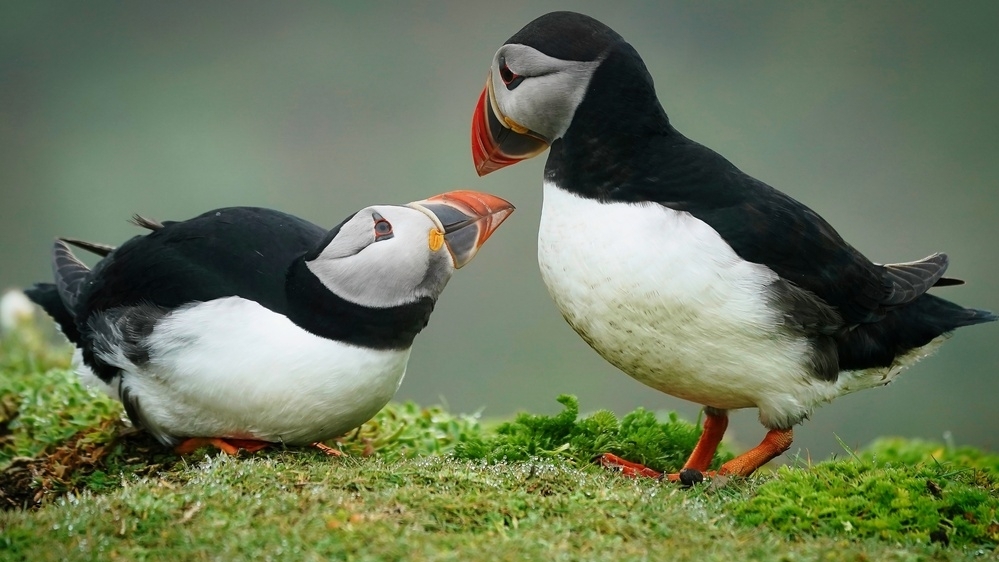 Solution Button Icon Another Puffin: UK plots £4bn public investment body to plug grid ...